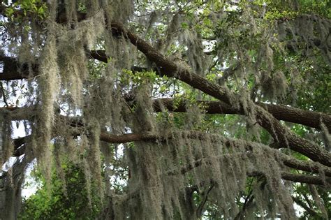 How To Grow Spanish Moss Gardening Channel