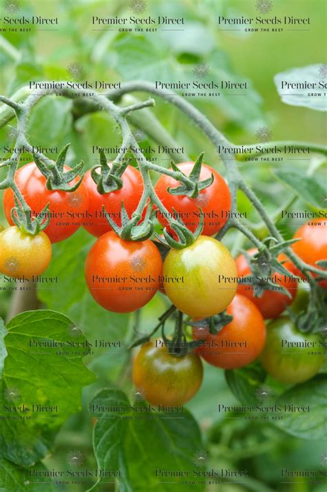 Tomato Cherry Losetto F1 Tomato Premier Seeds Direct Ltd