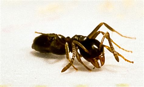 Ant Trails Morganica