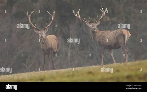 Two Red Deer Cervus Elaphus Stags Standing On A Meadow Covered By Fog