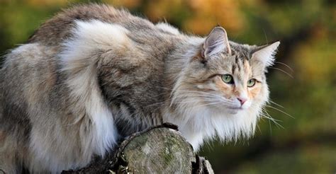 How Was The Norwegian Forest Cat Breed Created Quora