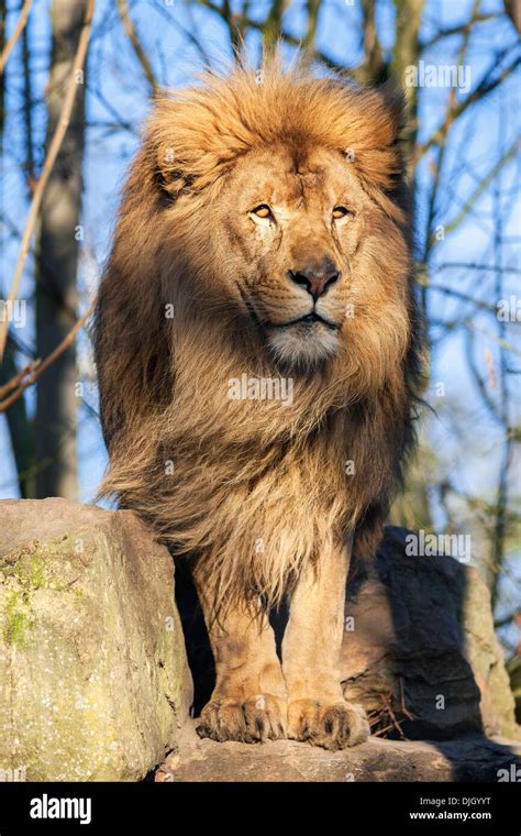The Most Beautiful Lion Stock Photo Alamy