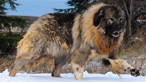 Russian Bear Dog Săn Gấu Chó Chăn Cừu