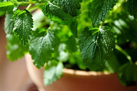Medicinal Herbs You Can Grow Readers Digest
