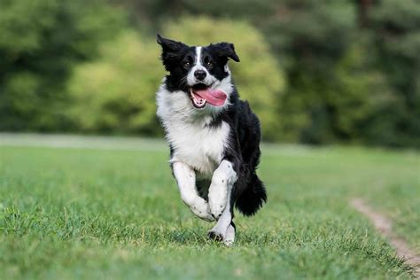 Best Dog Food For An Border Collie With A Sensitive Stomach Spot And