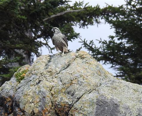 Immature Peregrine Falcon Sgang Gwaay Ninstints Unesco World