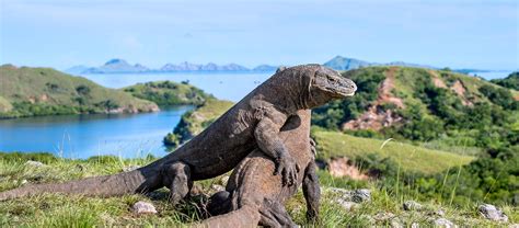 7 Fakta Unik Tentang Pulau Komodo Bikin Makin Kebelet Liburan