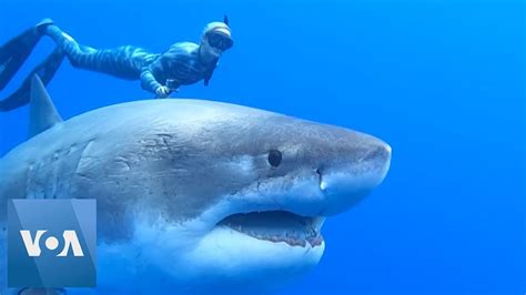 Divers Spot Giant White Shark Youtube