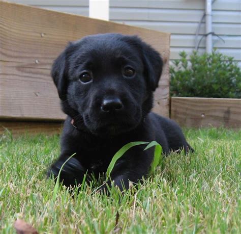 These puppies are only 27 days old, one day short of four weeks. 4 week old black lab...Layla
