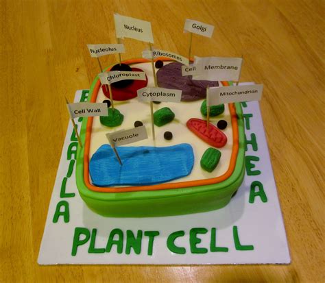 How To Make 3D Plant Cell Model Project