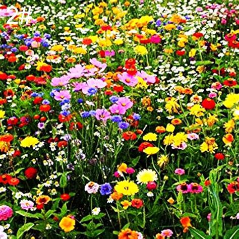 50pcs Wild Flower Seeds Mix Annual Meadow Plants Ornamental Garden Yard