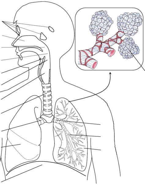 Respiratory System Anatomy Labeling Diagram Quizlet