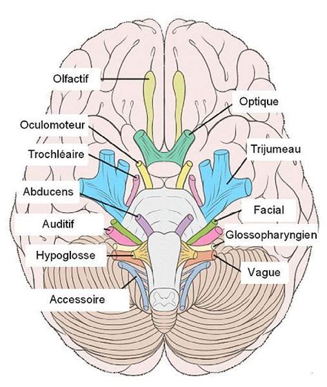 Figure 9 Emergence Des Nerfs Crâniens Nerve Anatomy Cranial Nerves Anatomy Anatomy And