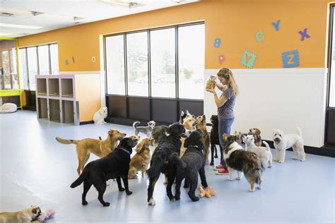 Dog Daycare Startup Tips And Suggestions