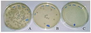 Determination of E. coli cell number (CFU/mL): (A) Starting inoculum ...