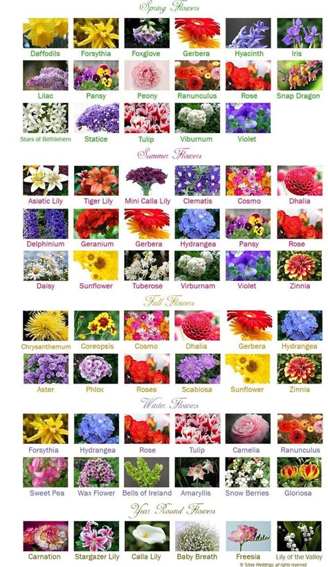 163 Beautiful Types Of Flowers A To Z With Pictures