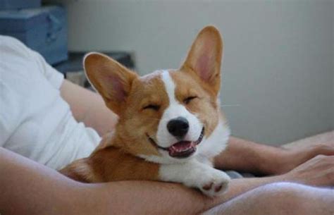 Report queen elizabeth being comforted by two. 40 Things That Make Corgis Happy | Corgi, Cute corgi ...