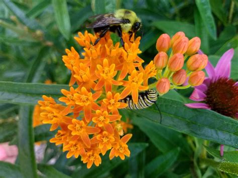 Pollinator Week Promotes Ways To Help Bees Butterflies Hummingbirds