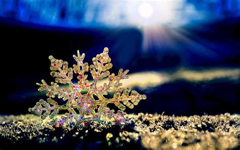 Free Images Branch Cold Winter Sun Night Star Flower Frost