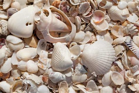 12 Beautiful Shelling Beaches In Florida Florida Trippers