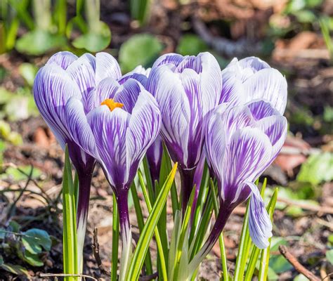 Krokus, Spring crocus, Crocus vernus EM1B1515 | Vaxholm, Swe… | Flickr