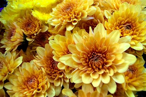 Chrysanthemum Flowers Free Stock Photo Public Domain Pictures