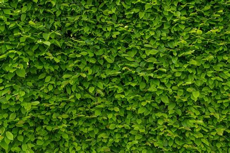 Planta De Hojas Verdes Fondo De Pantalla Verde Intenso Con Carpe