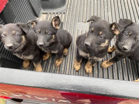 Check spelling or type a new query. German shepherd puppies for adoption in Houston, Texas ...