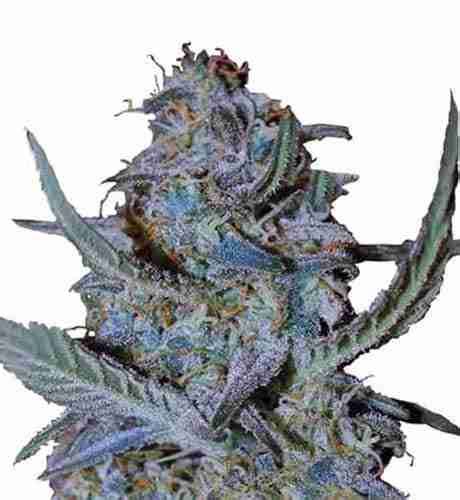 Blue Cheese Feminized Growing Weed