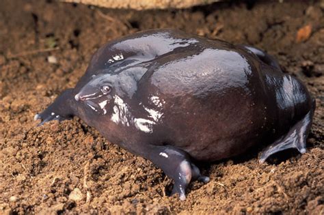 10 Creepy Animals That Science Loves Interesting Facts