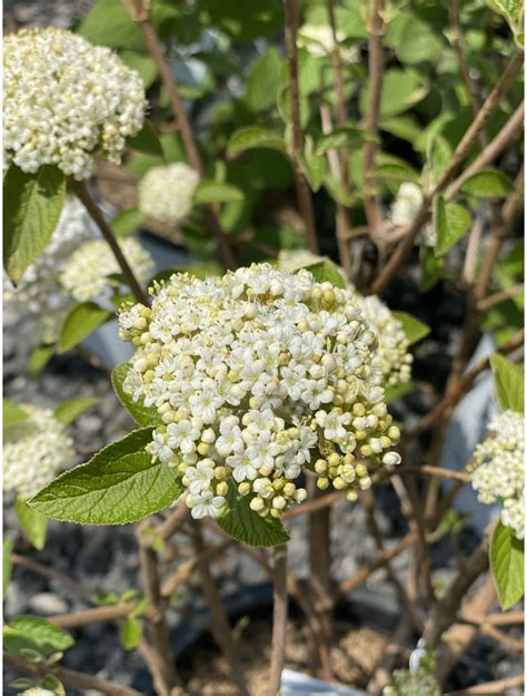 Viburnum Mohican