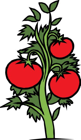 Tomato Plant Clip Art Free Vector Clipart Best Clipart Best