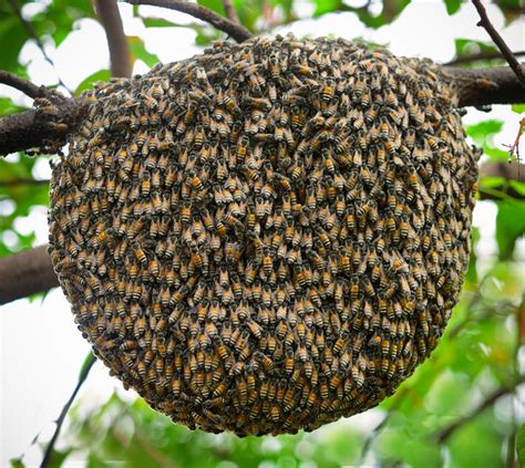 Natural Beehive