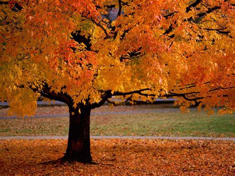 Trees In Autumn Autumn Wallpaper 22174535 Fanpop