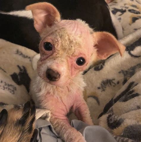 Tiny Bald Puppy Showed Up At A Shelter Only Wanting One Thing To Be