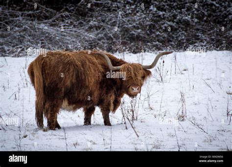 Highland Cattle Enjoying The Snow Stock Photo Alamy