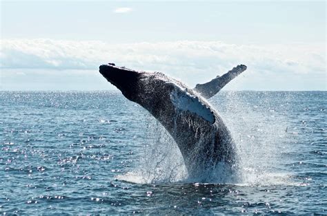 Whale Watching Akureyri Tickets Anbieter And Tipps Zu Touren