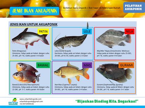 Klasifikasi Dan Ciri Ciri Ikan Tembakang Dunia Ikan Air Tawar My Xxx
