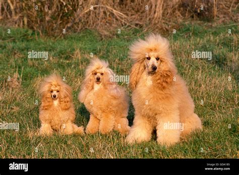 Apricot Toy Standard Giant Poodle Hi Res Stock Photography And Images