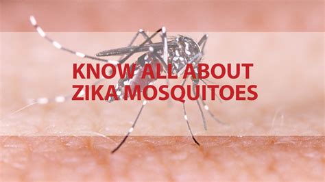 Know All About Zika Mosquitoes