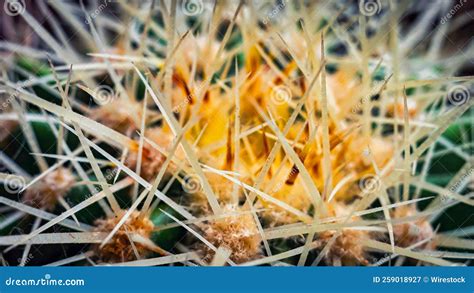Macro Shot Of A Cactus Stock Image Image Of Desert 259018927