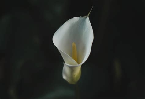 What Is The Meaning Of A Calla Lily Symbolism Facts Of Calla Lilies