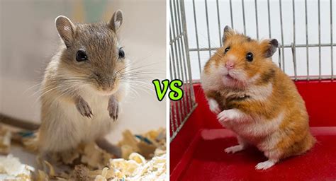 Gerbil Vs Hamster Whats The Difference And Which Is Best For You