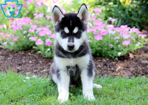 Pomsky puppies for sale your search returned the following puppies for sale. Dasher | Pomsky Puppy For Sale | Keystone Puppies