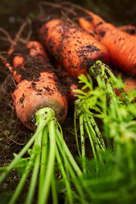 How And When To Harvest Carrots Gardeners Path