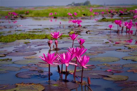 Premium Photo Sea Of Pink And Red Lotus At Udonthani Thailand Unseen