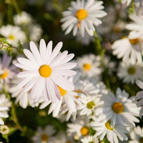 Shasta Daisy Frön Chrysanthemum Maximal Vild Blomma Utsäde Anne Marie