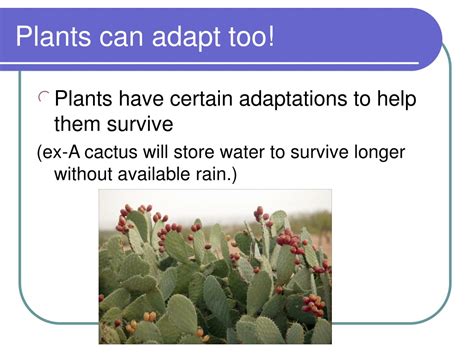 Ppt Adaptationsin Plants Powerpoint Presentation Free Download Id