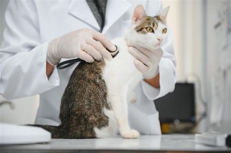 Premium Photo Veterinarian Doctor Checking Cat At A Vet Clinic