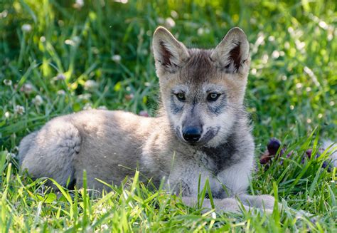 Grey Wolf Cub Tumblr
